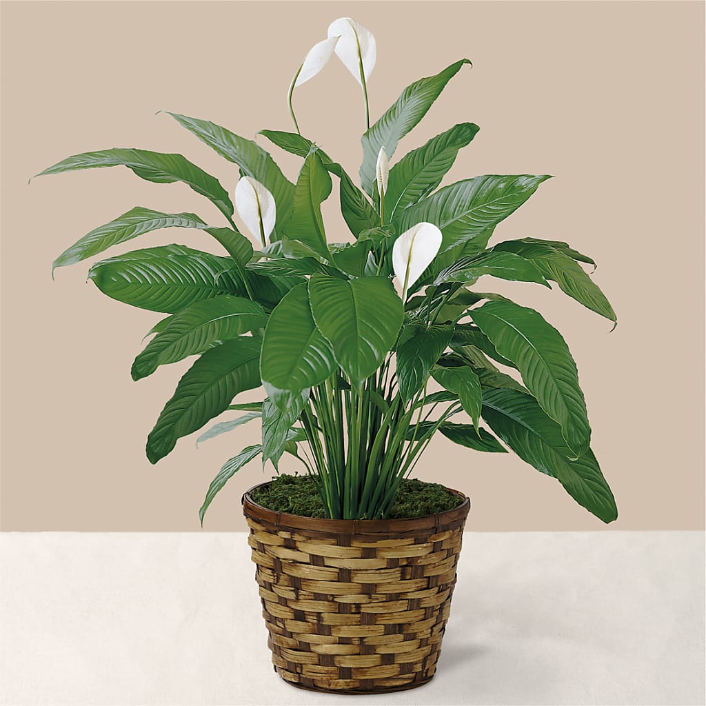 Tranquil Moments Peace Lily Plant – Seasons Design Studio-fmi, Houston TX