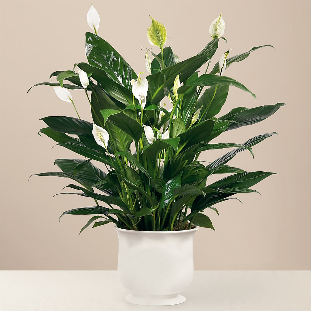 Comfort Planter – Seasons Design Studio-fmi, Houston TX