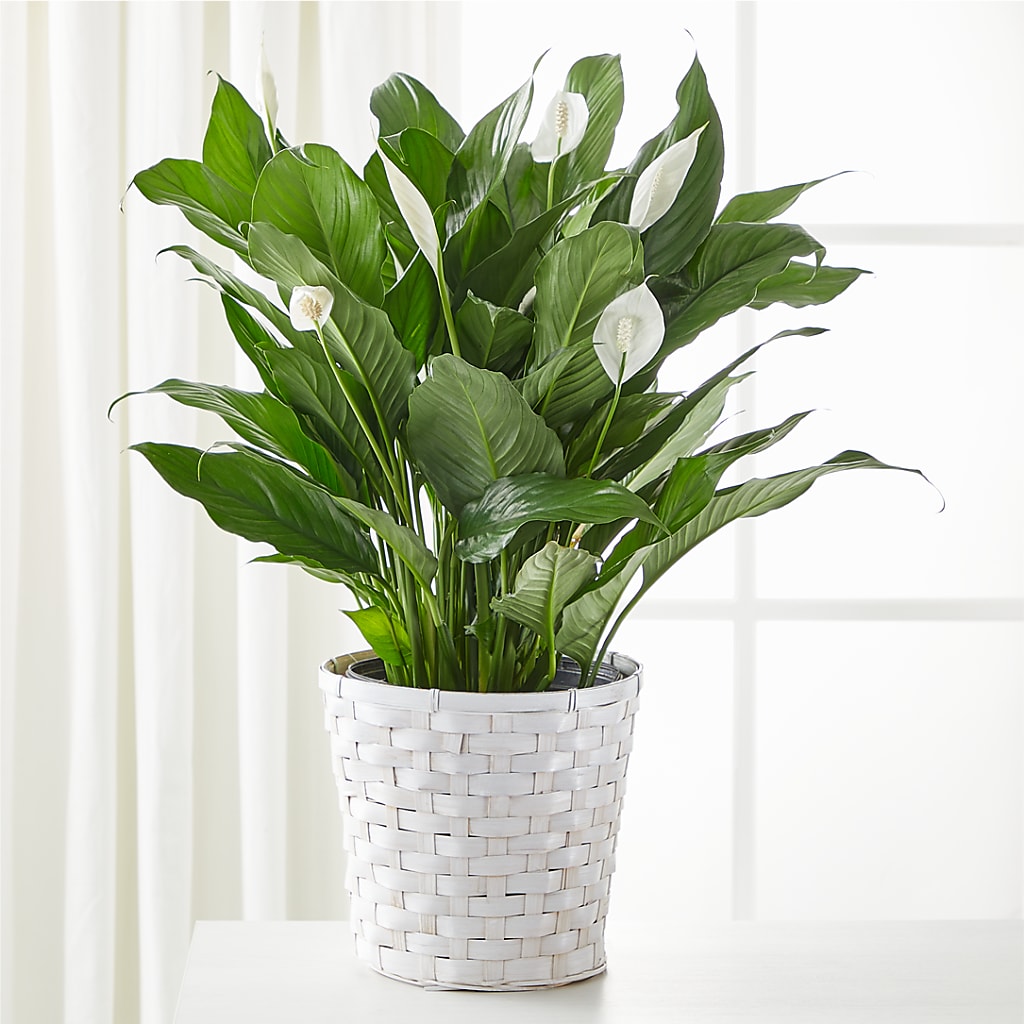 A New Leaf Peace Lily – Seasons Design Studio-fmi, Houston TX
