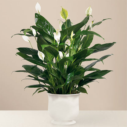 Comfort Planter –  Seasons Design Studio-fmi, Houston TX