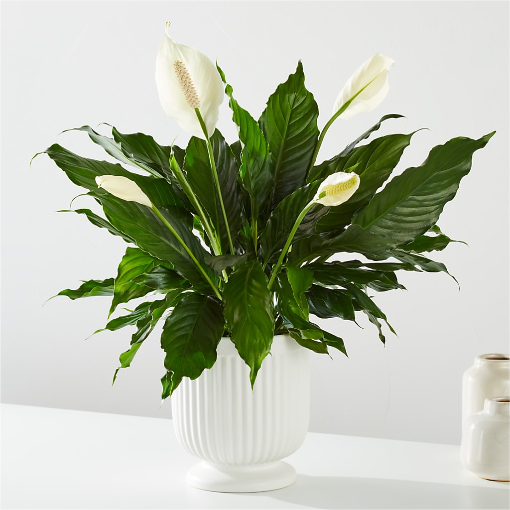 Comfort Planter –  Seasons Design Studio-fmi, Houston TX