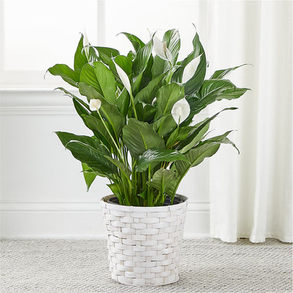 A New Leaf Peace Lily –  Seasons Design Studio-fmi, Houston TX