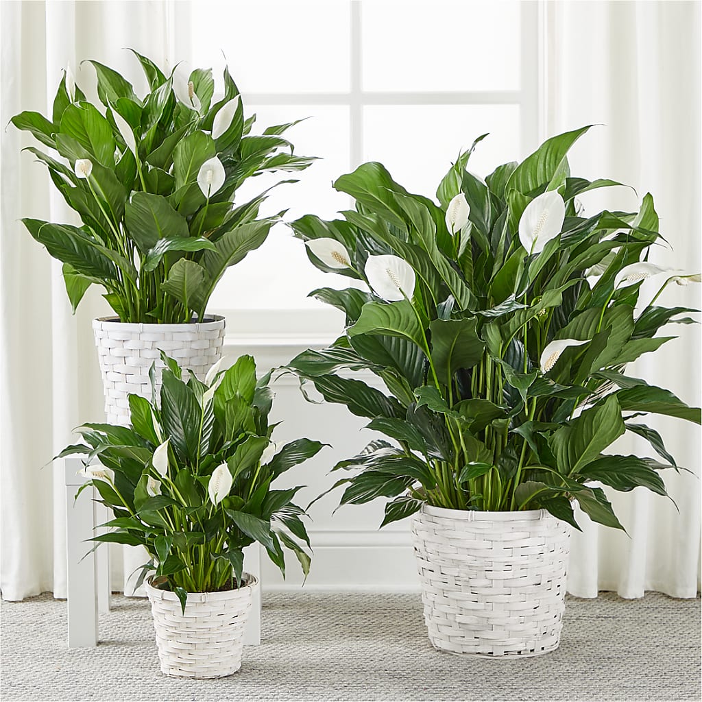 A New Leaf Peace Lily –  Seasons Design Studio-fmi, Houston TX